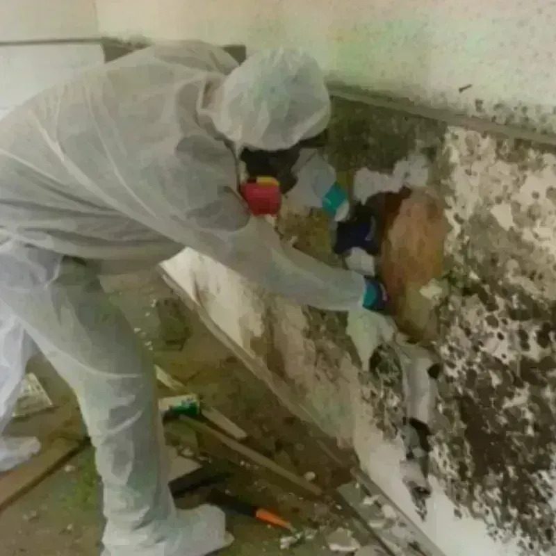 Mold Remediation and Removal in Medford, OR